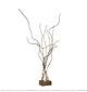 Copper Growth Tree Shadow Single Head Floor Lamp Citilux - NU145-1432
